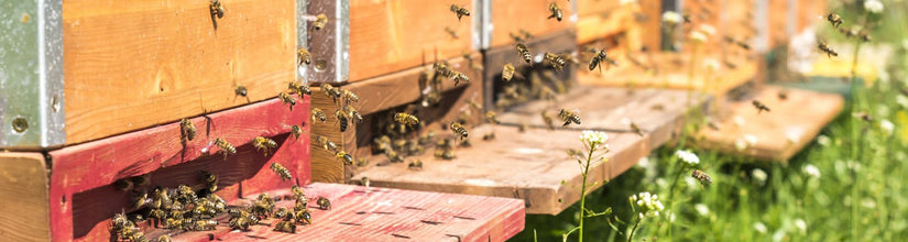 attrezzatura per apicoltura e apicoltori online agricola sassarese negozio spedizione
